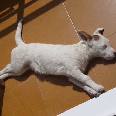 perro tumbado sol educacion canina ana masoliver