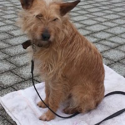 perro adoptado educacion canina ana masoliver