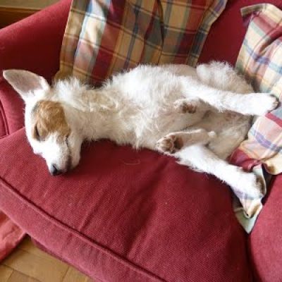 perro dormido sofa adiestramiento ana masoliver san sebastian