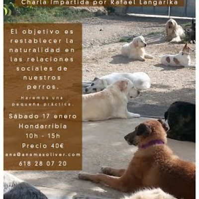 cartel seminario perros grupos sociales san sebastian