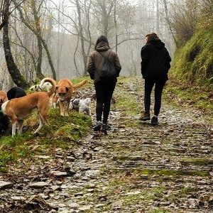 paseo perros bosque educacion canina ana masoliver