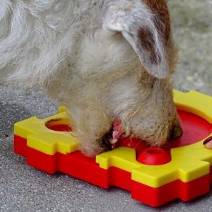 perro busca comida juego estimulacion mental