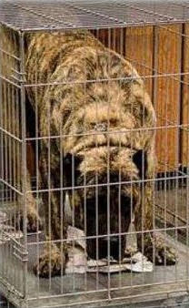 perro dentro jaula adiestramiento canino ana masoliver