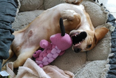 perro jugando tumbado cama ana masoliver