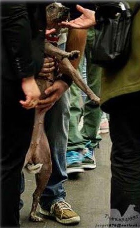perro sujetado de pie educacion canina ana masoliver