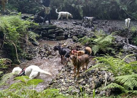 perros rio agua ana masoliver educacion canina paseos socializacion