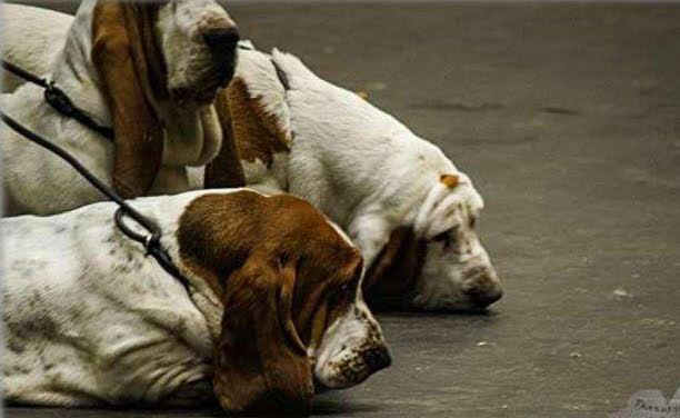tres basset hound exposicion belleza educacion canina ana masoliver