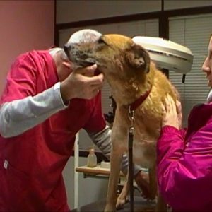 veterianrio examina perro asustado clinica