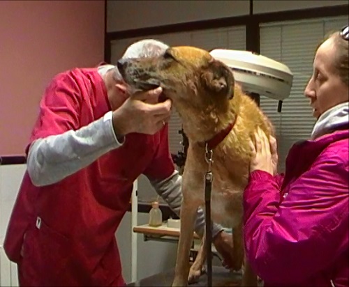 veterianrio examina perro asustado clinica