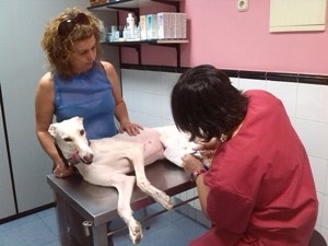 veterinario explorando perro adiestramiento ana masoliver